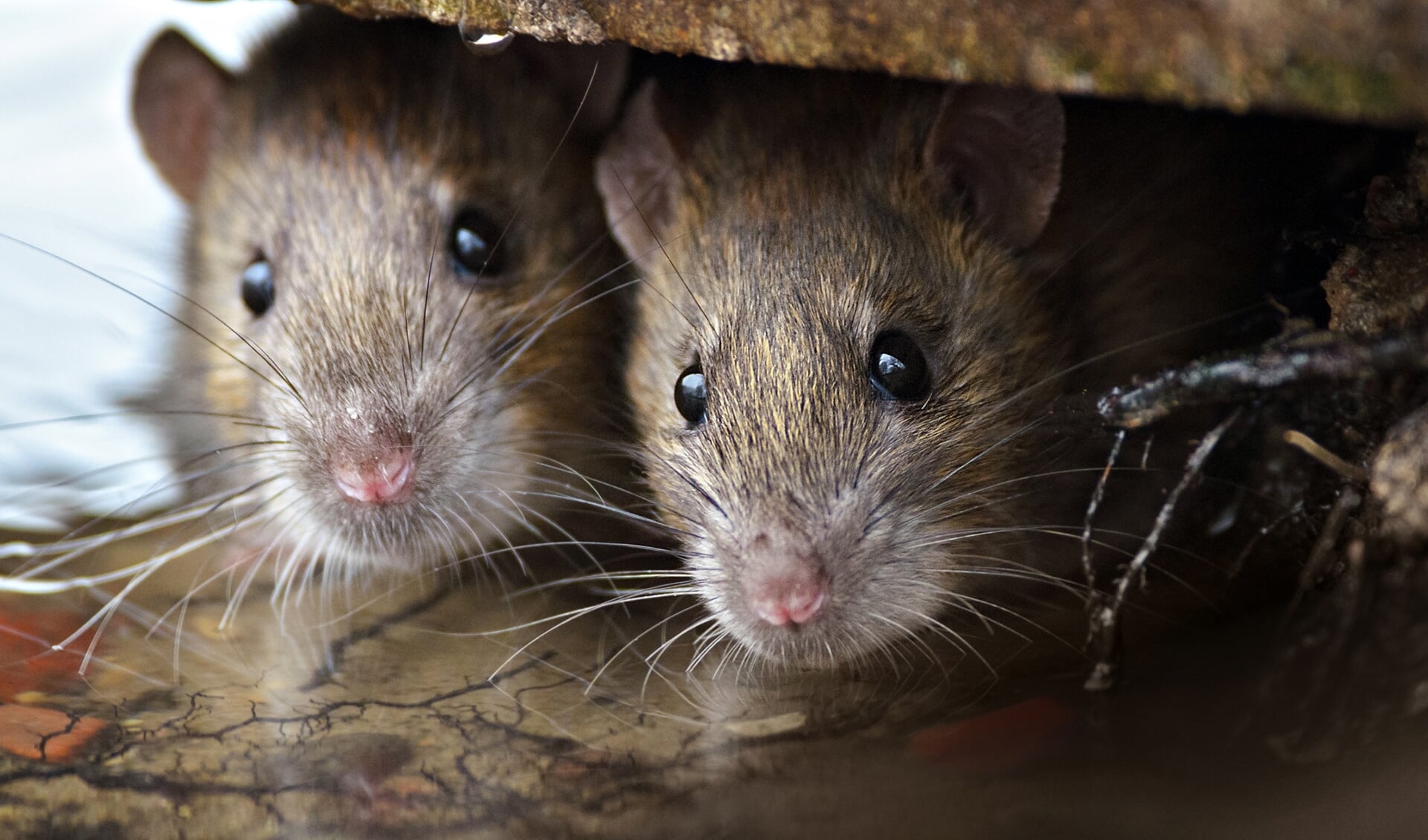 Inwoners van Sint Willebrord hebben last van ratten.