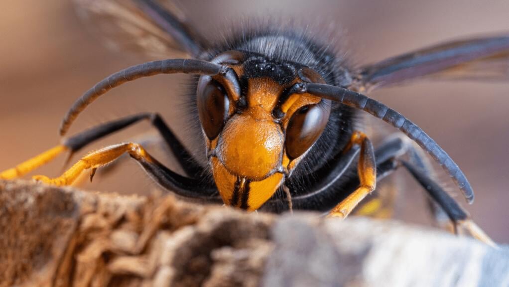 -Opmars-Aziatische-hoornaar-in-Zeeland-niet-te-stoppen-