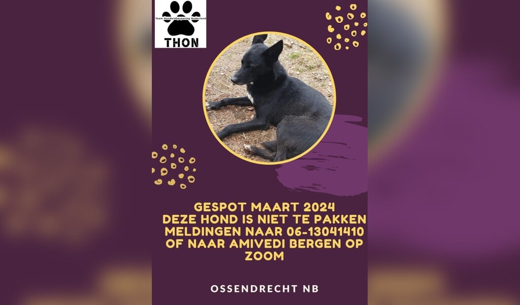 Zwarte-hond-van-Huijbergen-Ossendrecht-is-gevangen--andere-hond-is-nog-op-de-loop