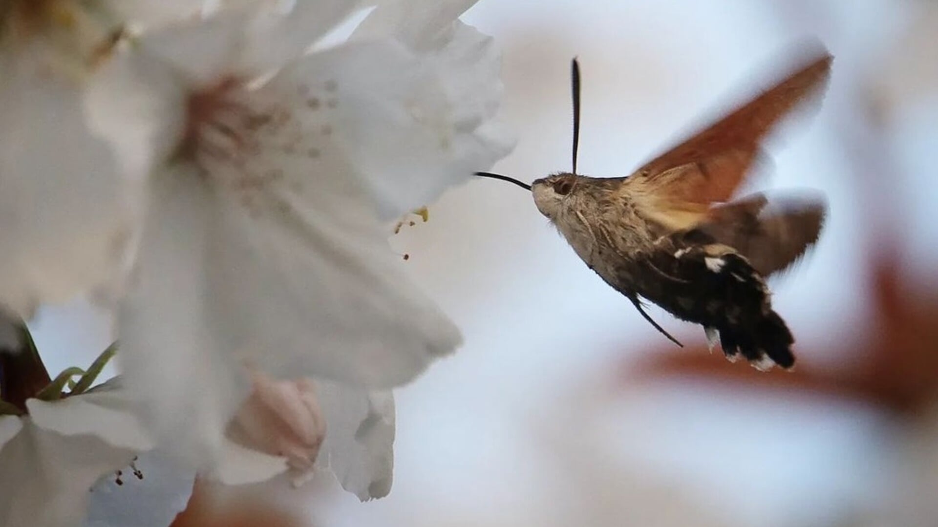 Paula de Jong spotte in de achtertuin een kolibrivlinder tussen de bloesemboompjes. Een geluksmomentje in Zevenbergen.