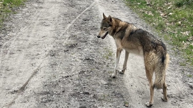 Loslopende wolfhonden van Woensdrecht zijn niet meer gezien