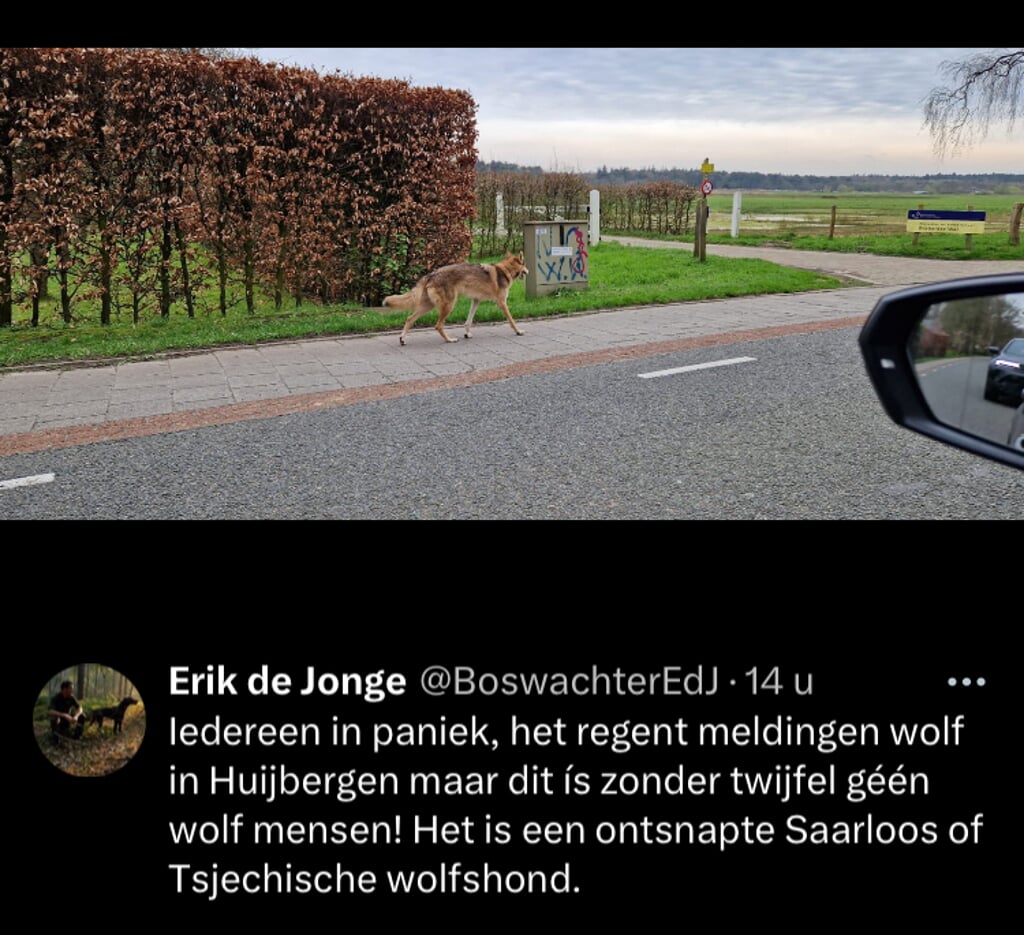 Ontsnapte-Saarloos-of-Tsjechische-wolfhond-zorgt-voor-wolvenonrust-in-Huijbergen-en-Ossendrecht