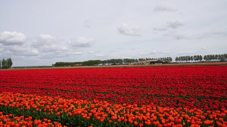 Mooie bloeiende tulpenvelden bij Oud-Vossemeer.