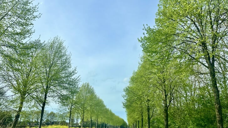 Het zonnige voorjaar is goed te zien op de weg richting Cosun