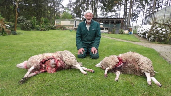 Kees Ruigrok treurt bij zijn gedode schapen.
