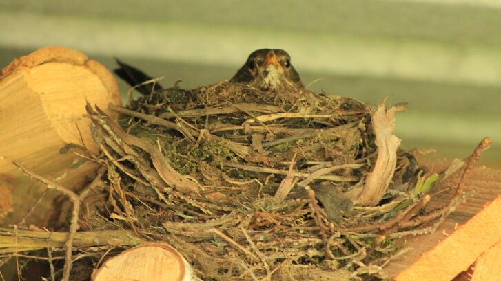 OSSENDRECHT - In mei legt elk vogeltje een ei, maar dit vogeltje in het houthok van de familie Zandee uit Ossendrecht besloot dat al in april te doen.