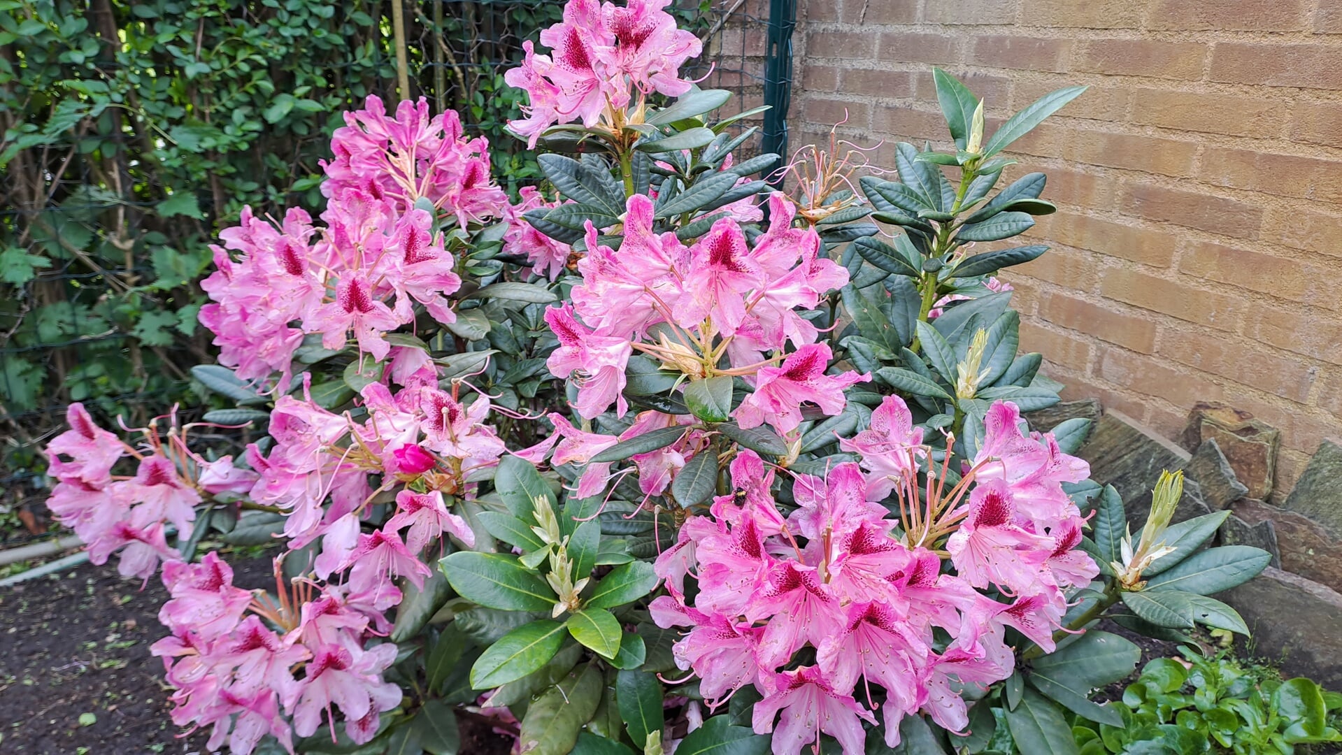 Bloeiende Rhododendron bij De Wildert Tuin en Vijvers