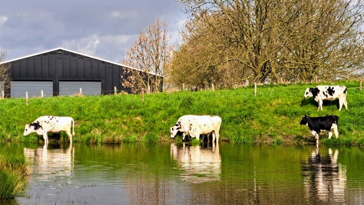 De koeien gaan in bad bij de Deurlooweg in Tholen.