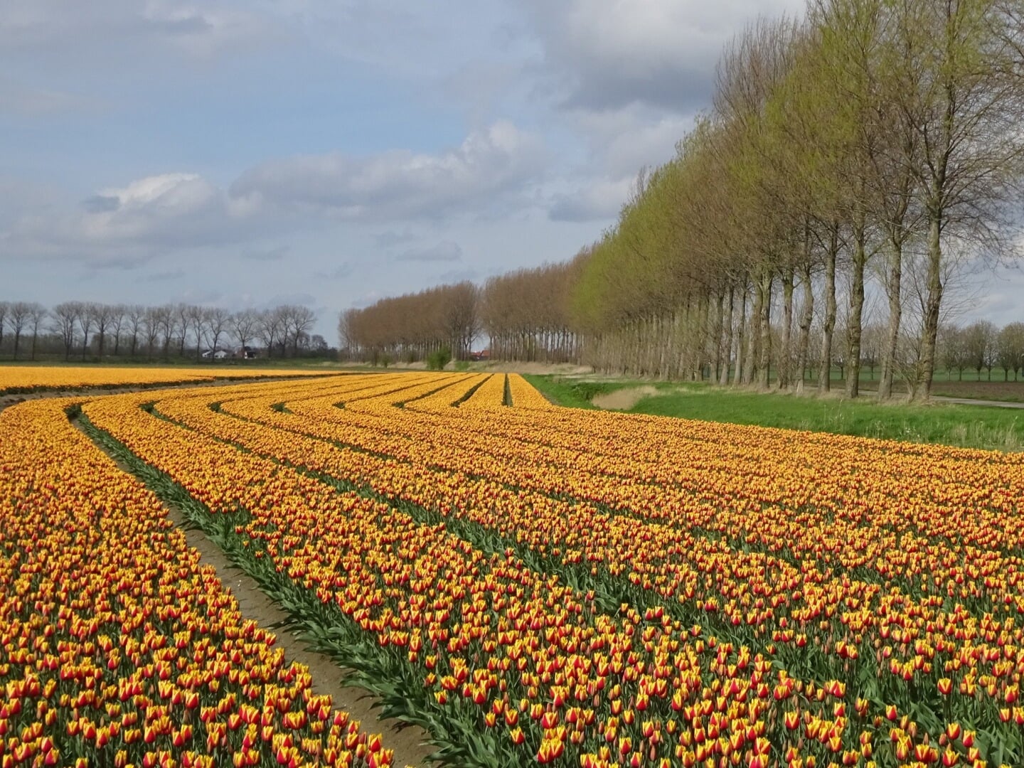 Thoolse tulpen bij Oud-Vossemeer