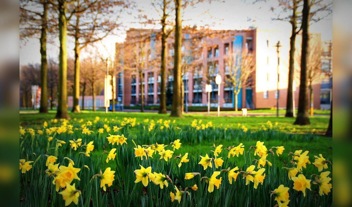 Narcissen in bloei op Heksenwiel