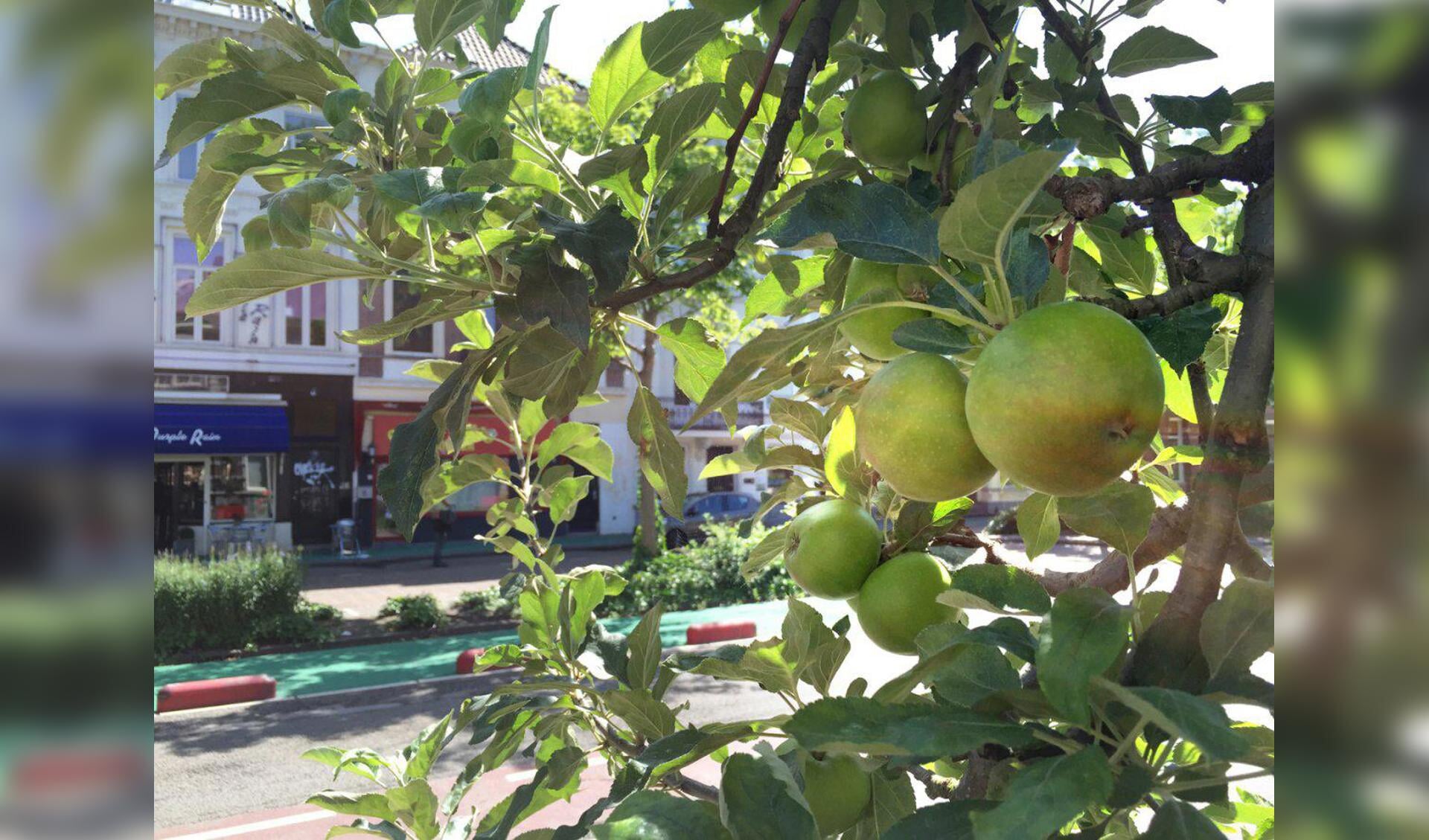 Verse appels aan de fruitboompjes in de Willemstraat.