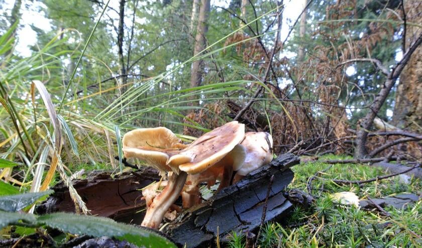 De herfst in volle glorie in het Mastbos. foto Janet Olde Wolbers