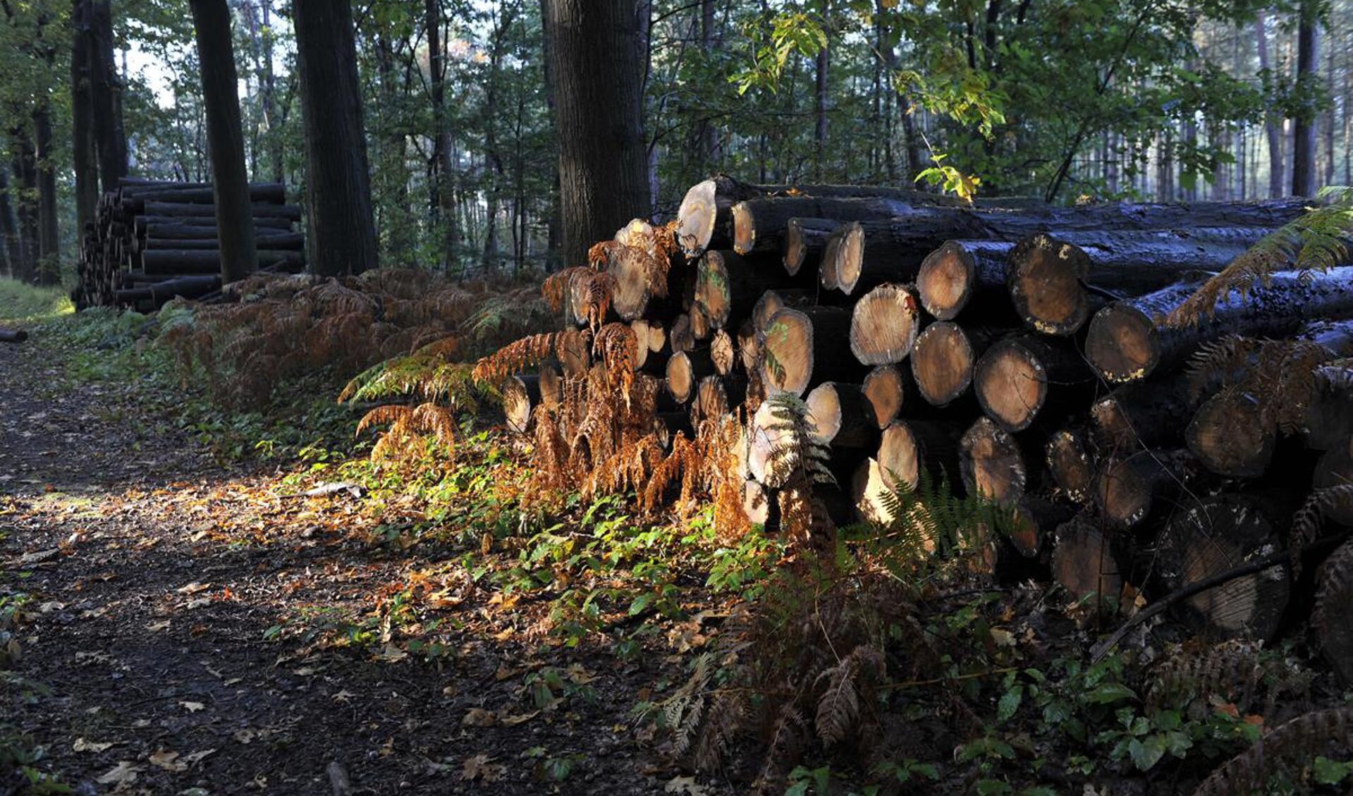 De herfst in volle glorie in het Mastbos. foto Janet Olde Wolbers