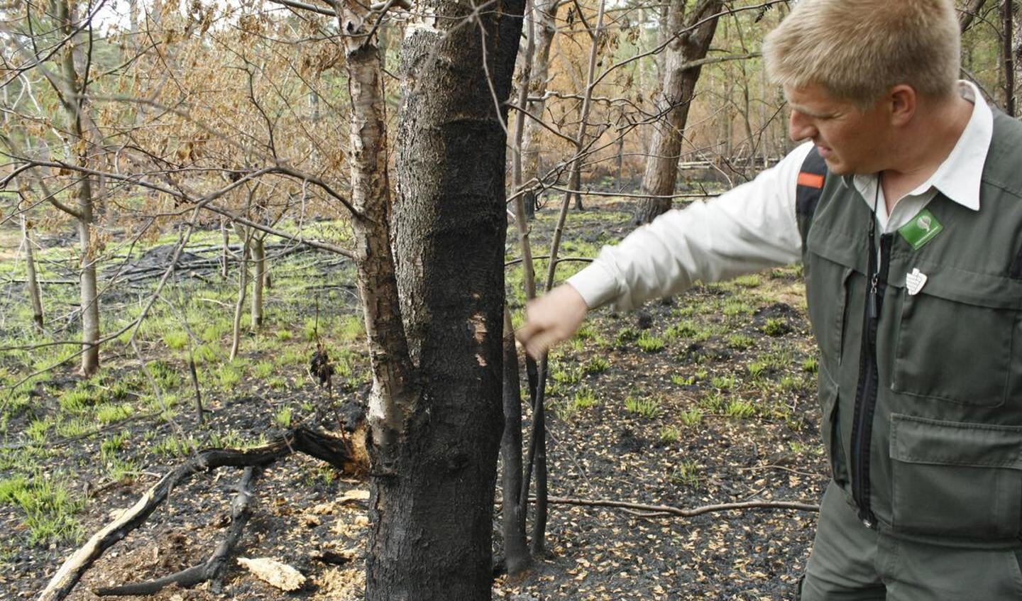 De natuur in het Mastbos is herstellende na de brand van twee weken geleden. foto Debra van der Heide