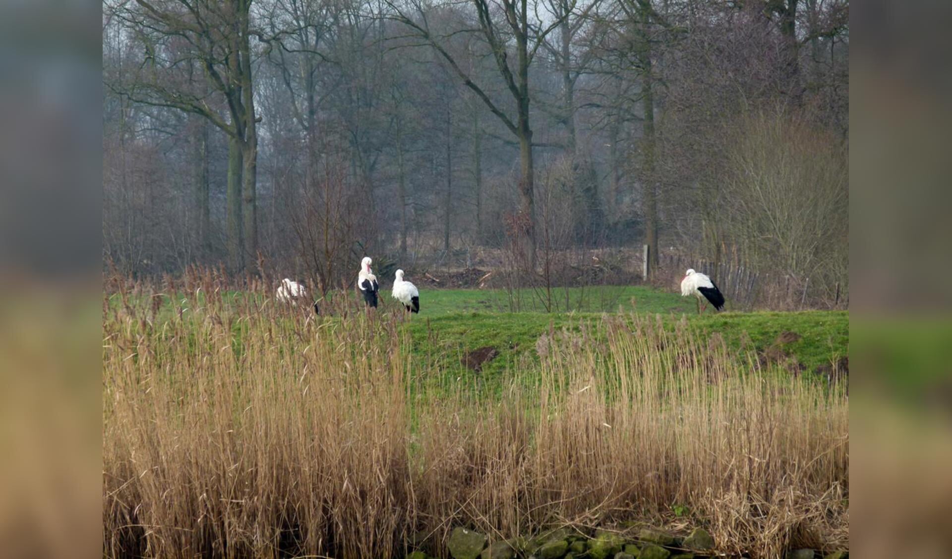 Ooievaars aan de oever van de Mark, ter hoogte van de Achter Emer aan de rand van de Haagse Beemden.