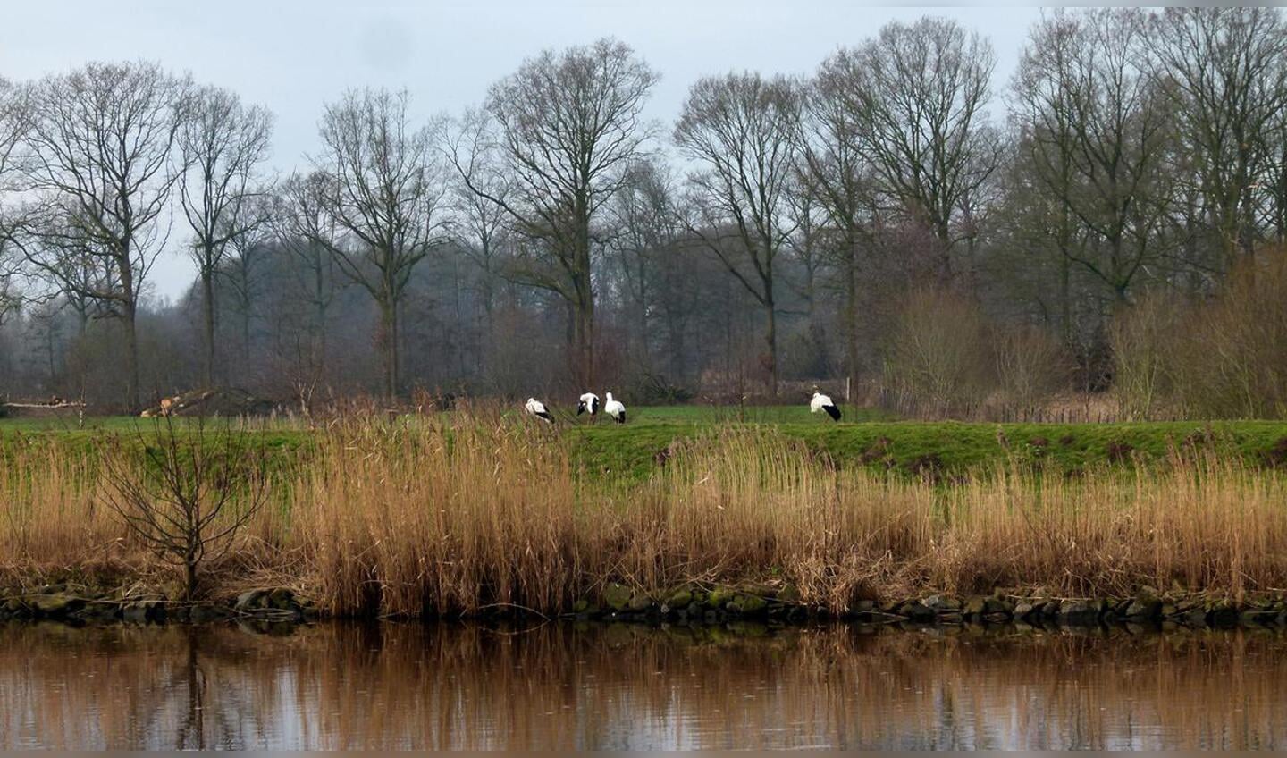 Ooievaars aan de oever van de Mark, ter hoogte van de Achter Emer aan de rand van de Haagse Beemden.