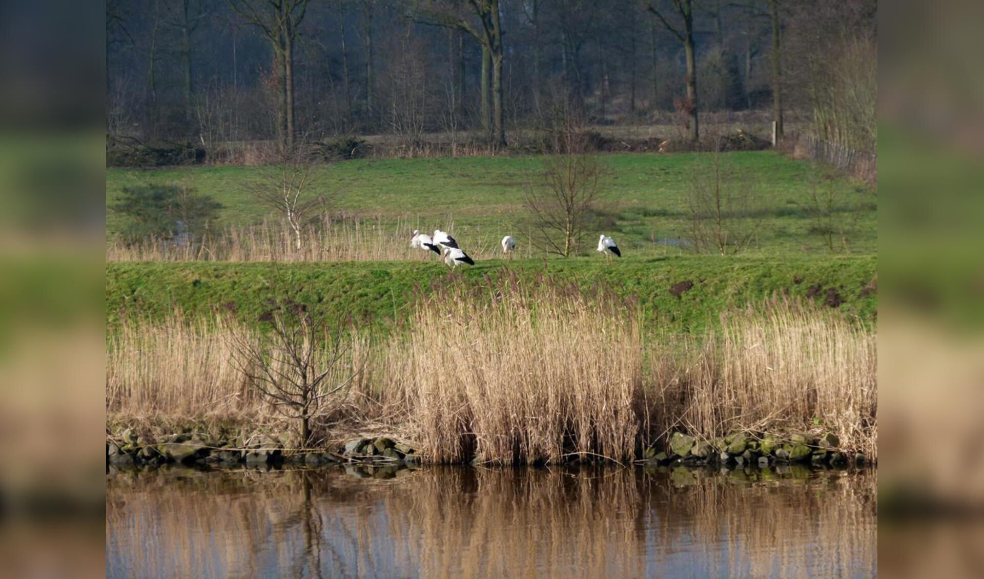 Ooievaars aan de oever van de Mark, ter hoogte van de Achter Emer aan de rand van de Haagse Beemden.