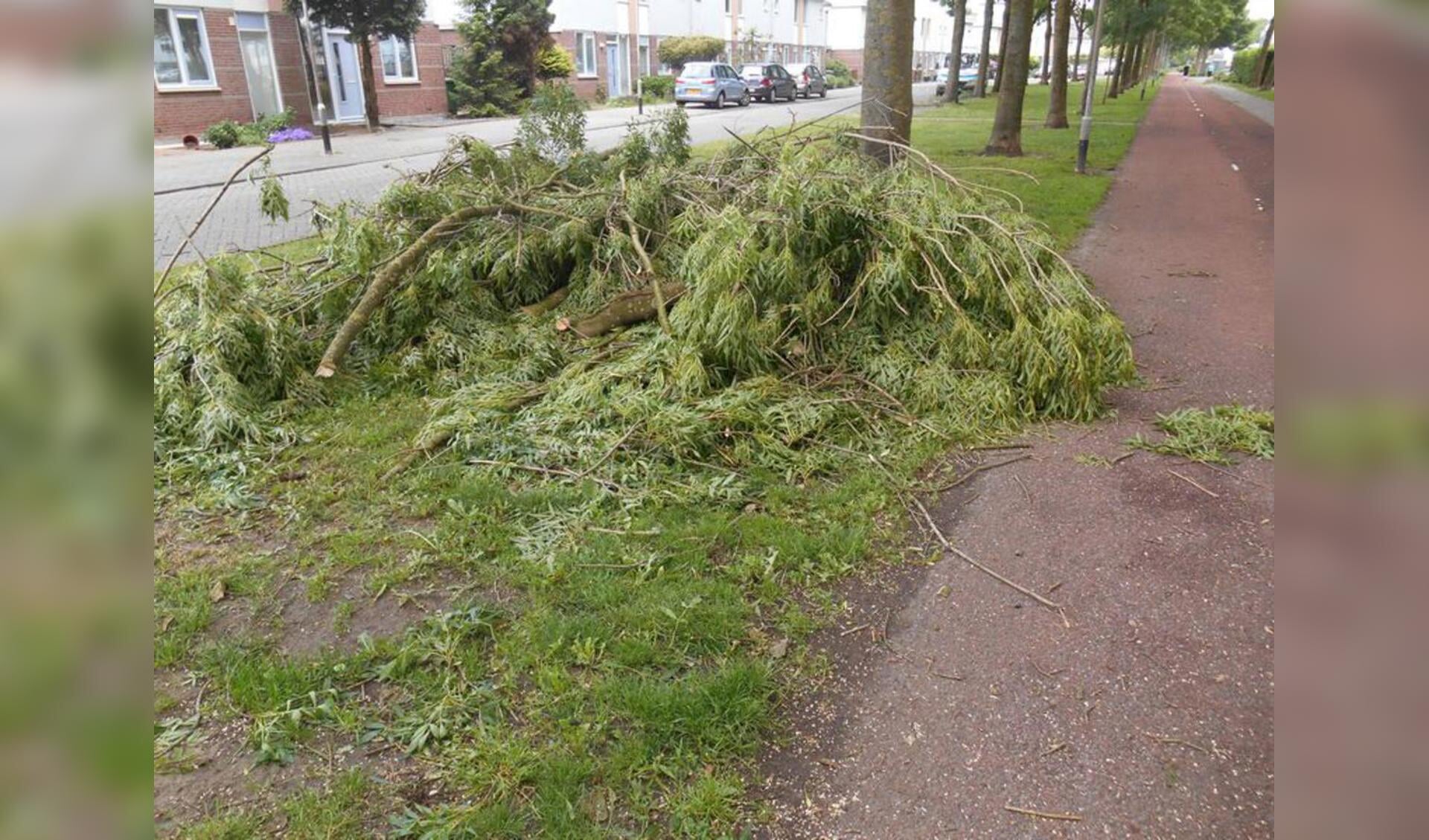 Windschade in de Haagse Beemden