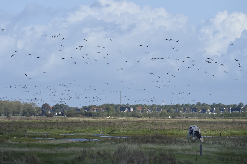 De Scheldedelta, zoals hier de Yerseke Moer, is bijvoorbeeld belangrijk voor vogels. FOTO BENNIE KRAJENBRINK