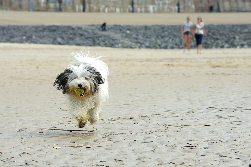 Dit hondje kan nog even ravotten op het strand bij de boulevard. FOTO ANNET EEKMAN