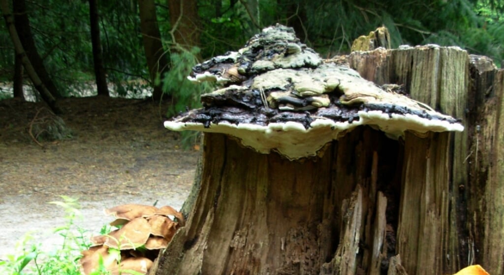 paddenstoelen - de opruimers in het bos