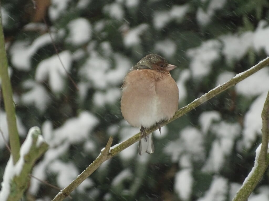 Lezeres Cobi Groenendijk stuurde deze foto in van een vogeltje in de sneeuw in haar achtertuin.