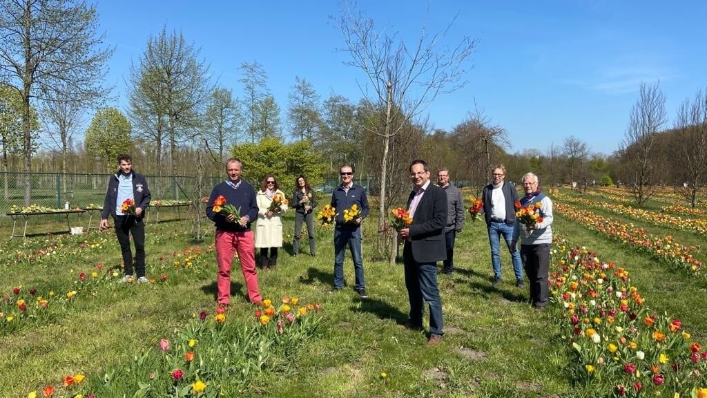 Het college van Woensdrecht en de districtsraad van Berendrecht plukken tulpen.