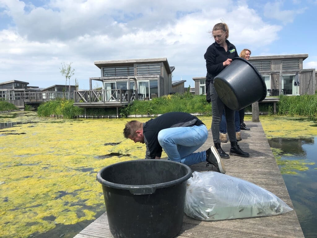 Dirk Uitterhoeve en Dorien de Vrieze zetten 400 roofvisjes uit bij Roompot Water Village.