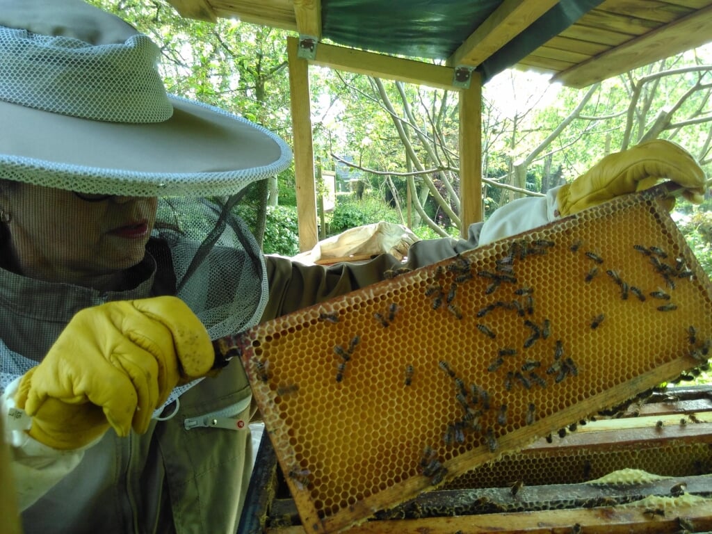 de laatste inspectieronde in de bijenkast