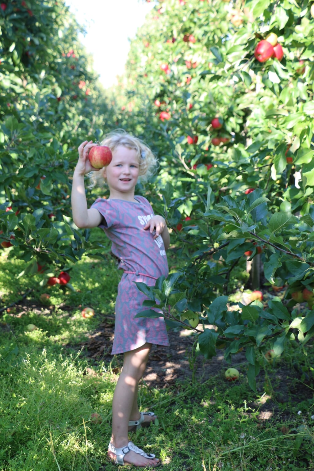 Zelf je appels en peren plukken in de boomgaard: een feestje voor jong en oud. 