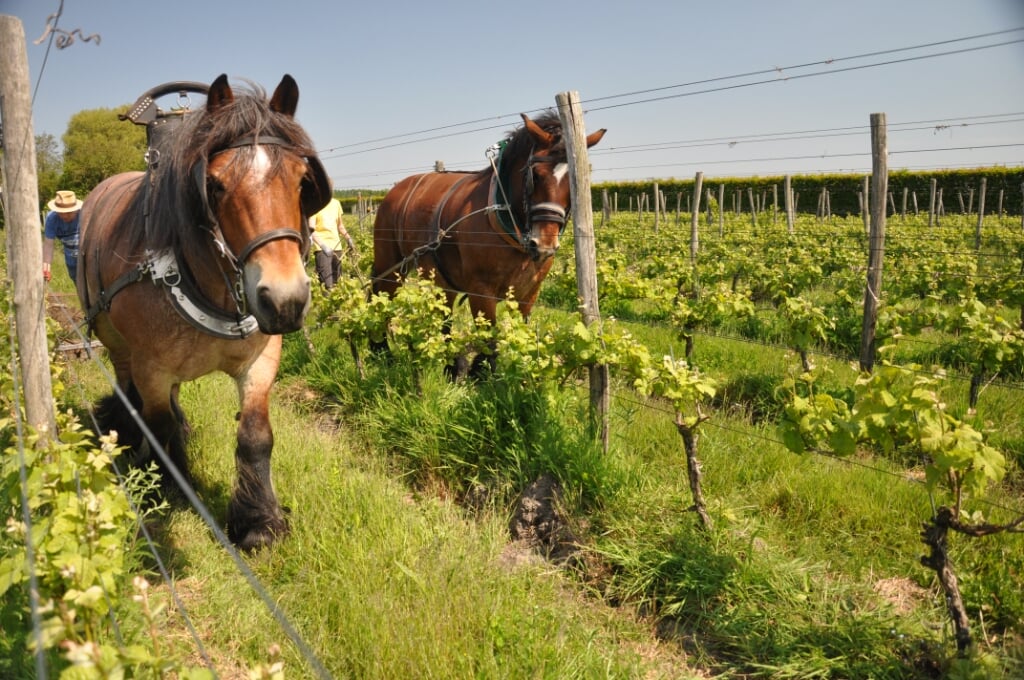 Ardenner trekpaarden ploegen door de wijngaard