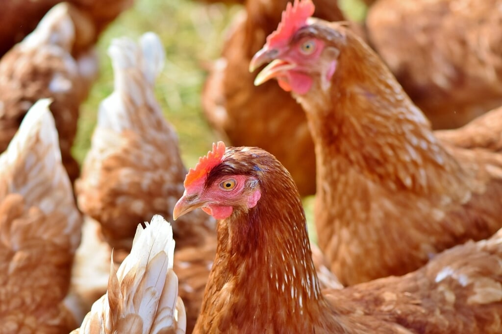 Het voeren van de kippen trekt volgens de Gemeente Rucphen ongedierte aan.
