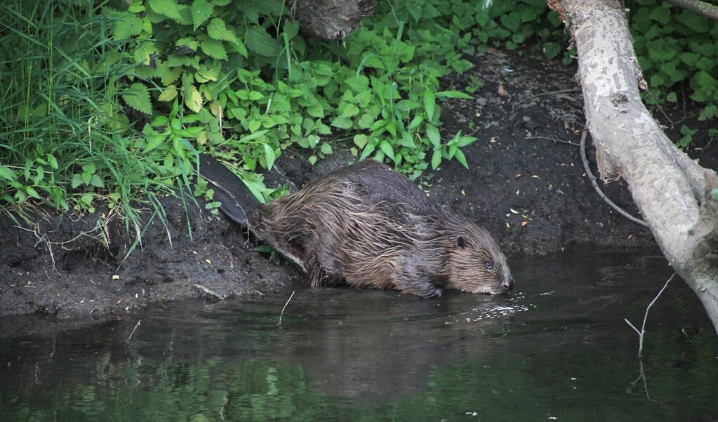 Het zien van een bever in Midden-Delfland is een unieke gebeurtenis (Foto: Natuurmonumenten - H. vd Steenhoven) 