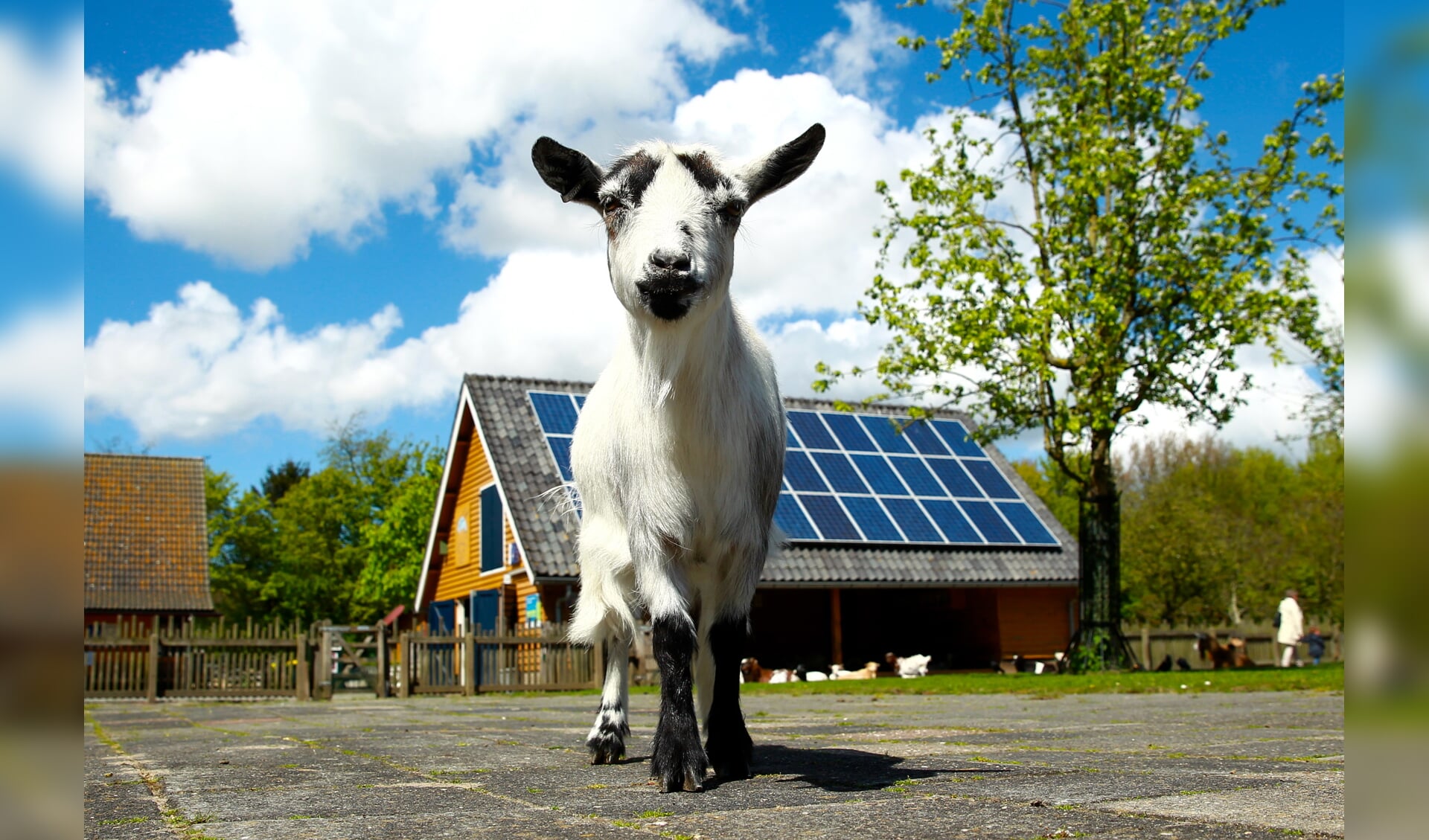 Iedereen kan vanaf woensdag weer genieten van geitjes, andere dieren en meer bij de Stadsboerderij van Buyten Delft. 