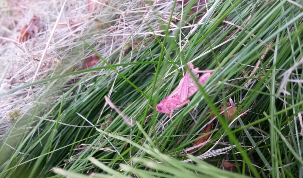 De roze sprinkhaan die op de locatie Vlinderstruik aan de Lodewijk van Deysselhof werd gevonden, is waarschijnlijk geen rosse sprinkhaan. 