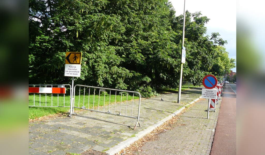 De gemeente Delft heeft een tijdelijke afzetting om de boom geplaatst. (foto: Dennis van den Berg)