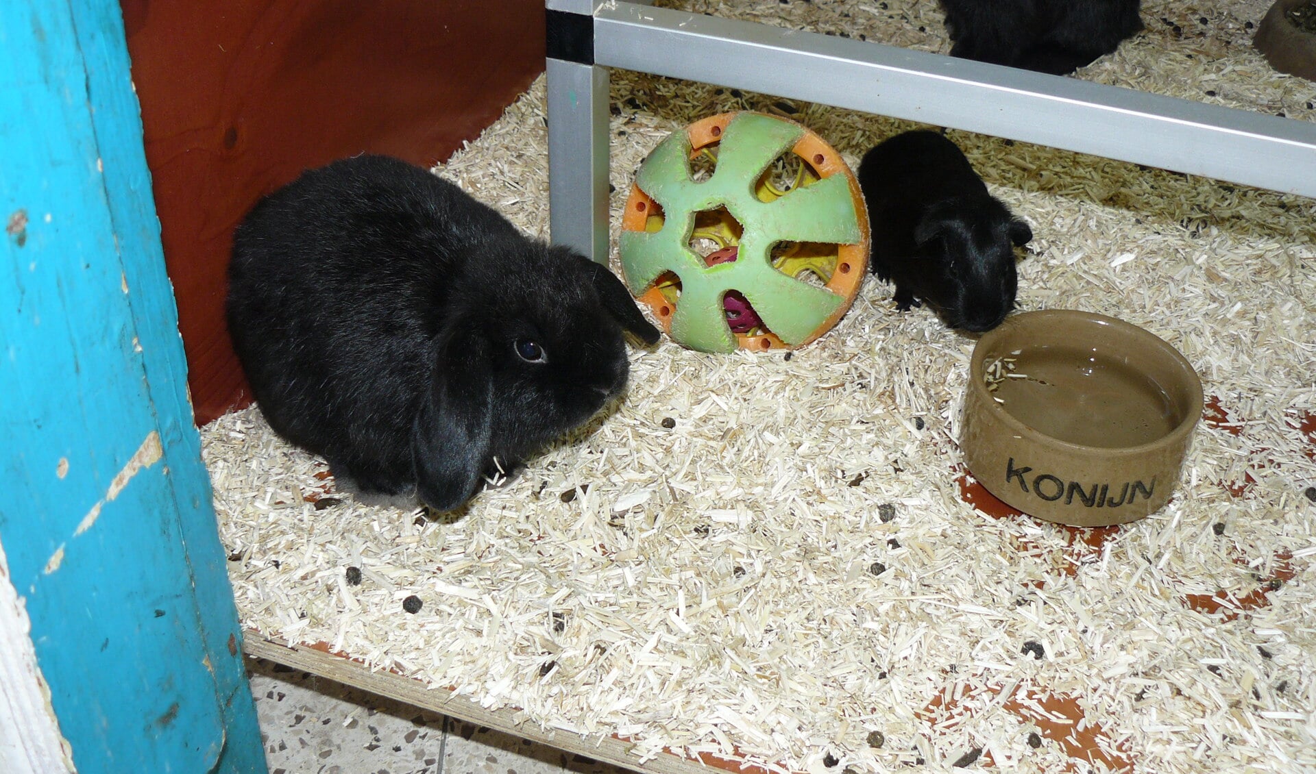 Bij Pet Needs verblijven cavia's en konijnen gebroederlijk in het knaagdierenverblijf. 