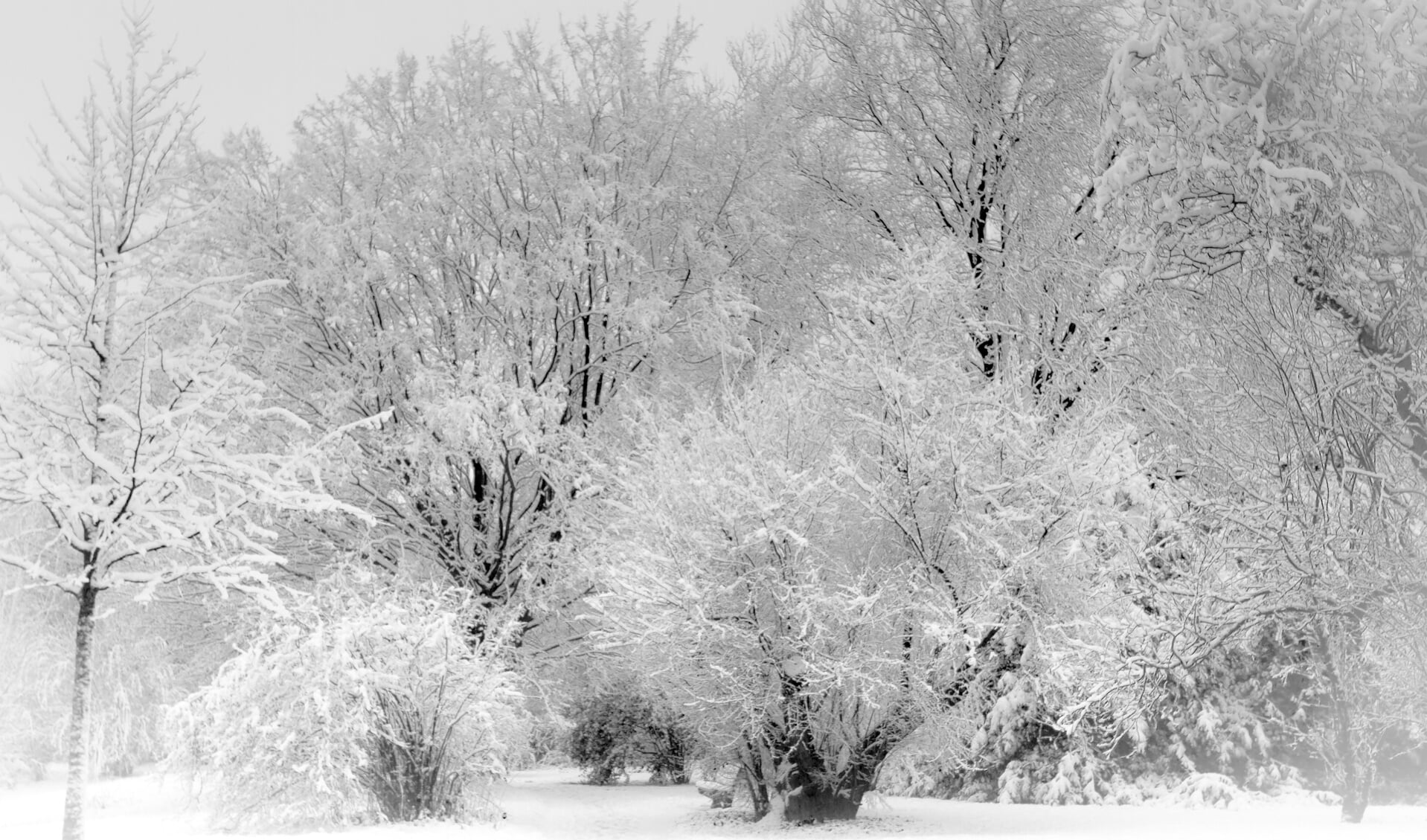 Winter in het Arboretum-Heempark. 
