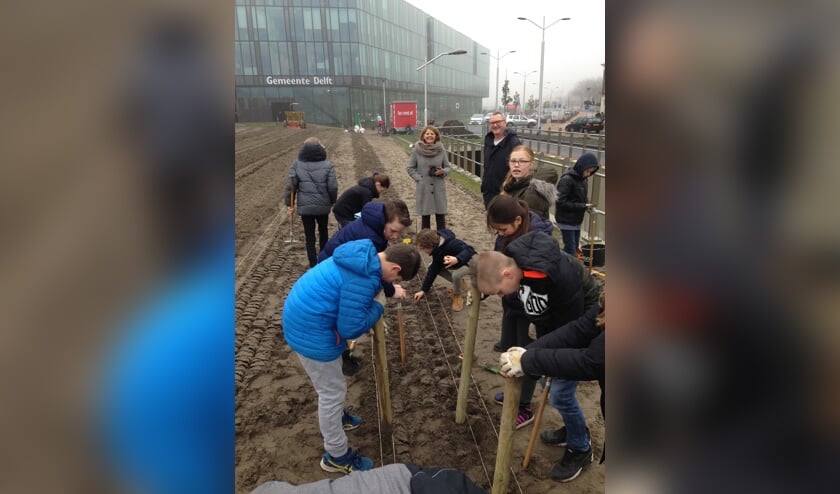 Onder toeziend oog van de burgemeester stopten de leerlingen 5000 tulpenbollen in de grond.