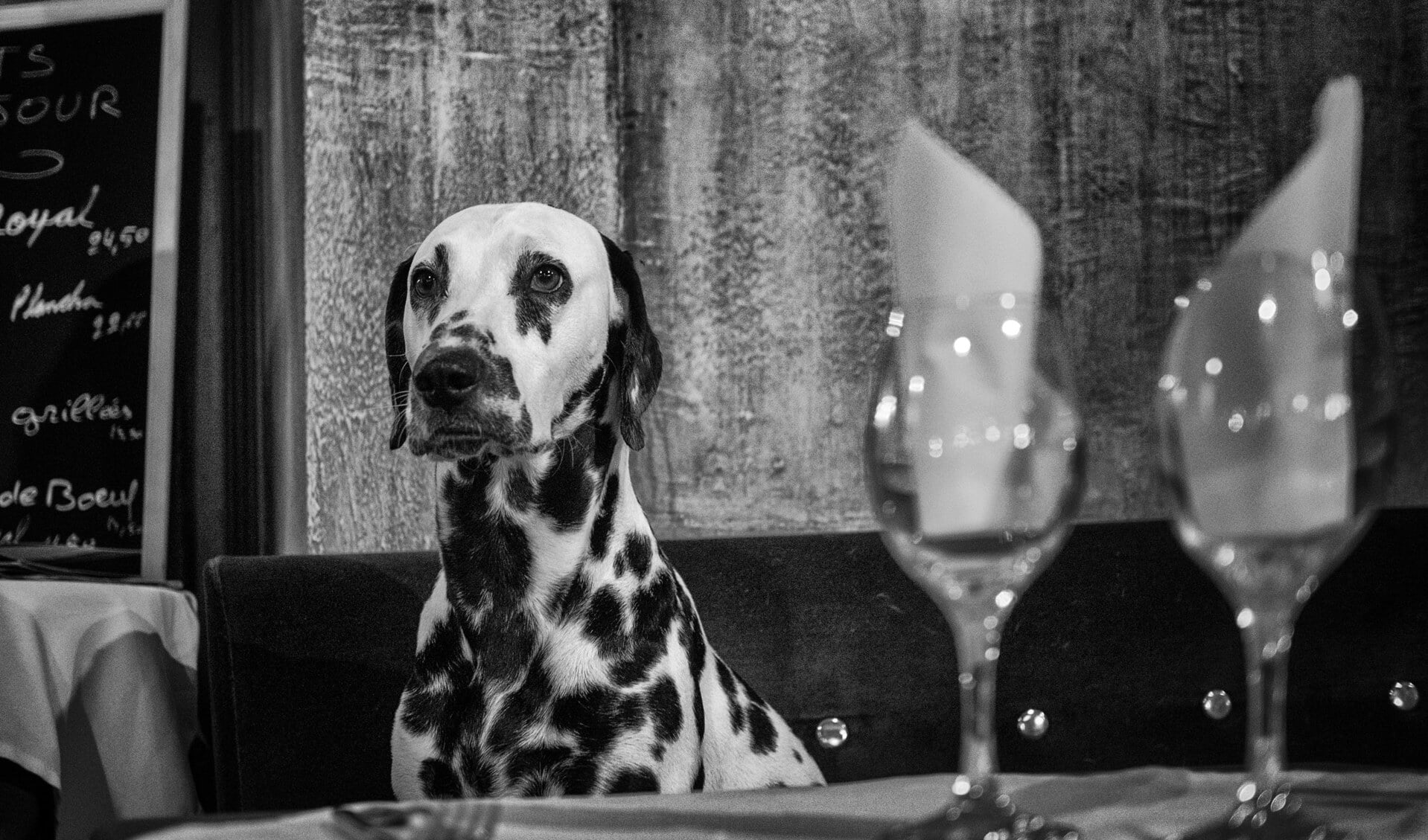 De foto van de dalmatiër aan tafel valt veel bezoekers goed in de smaak. (foto: Yolande Querens)