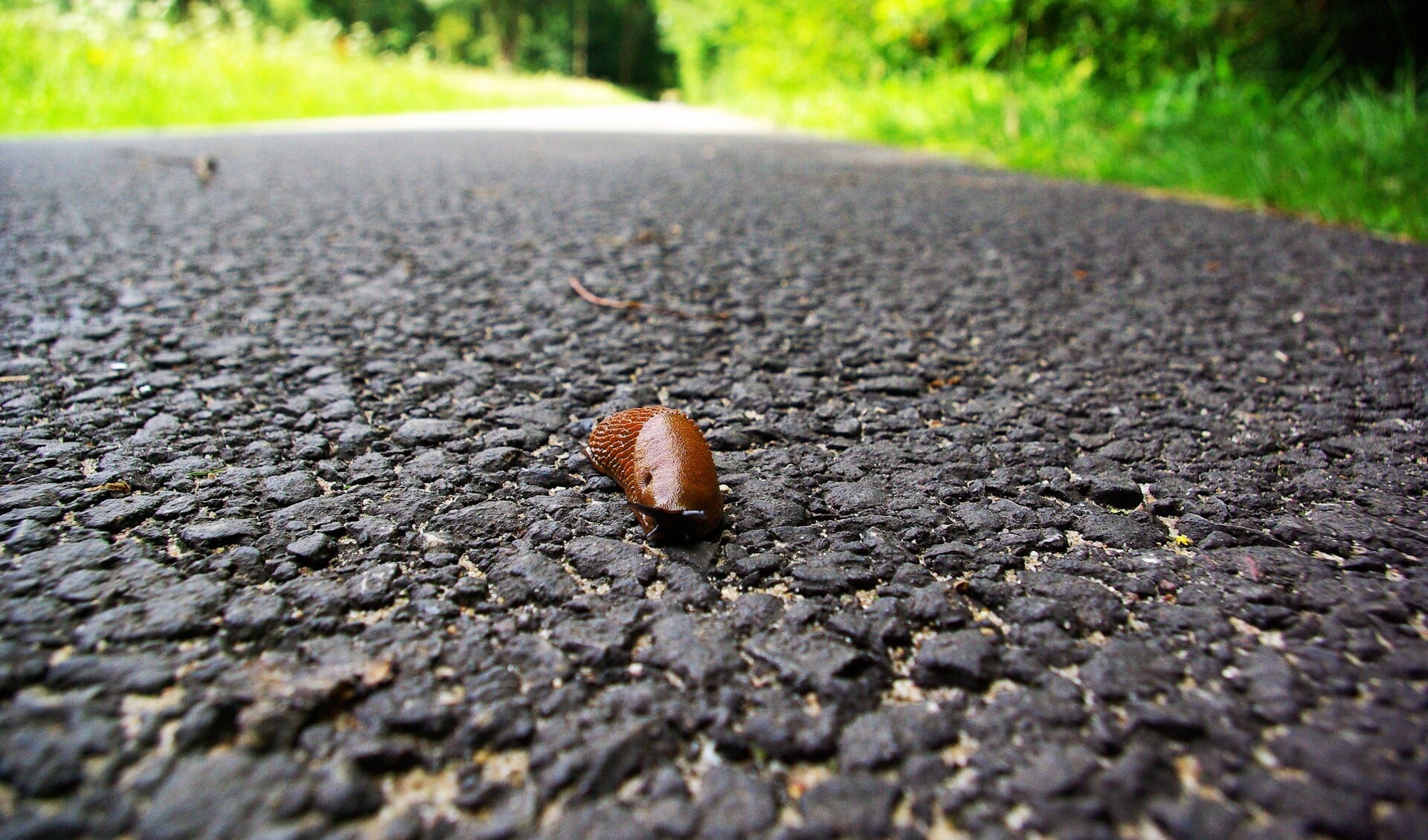 Slakken hebben het niet makkelijk. (foto: Jesper Neeleman)