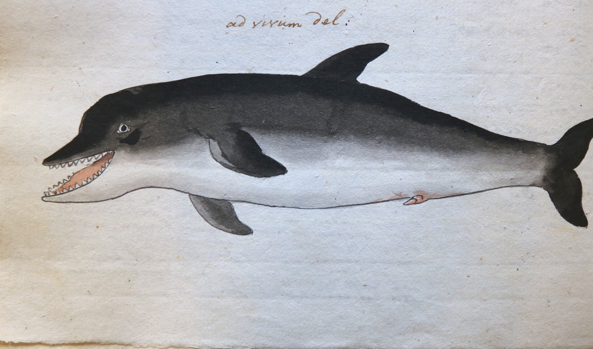 Tekening van een dolfijn uit de Adversaria van Isaac van Haastert (Archief 598, inv.nr 767, blz. 598)