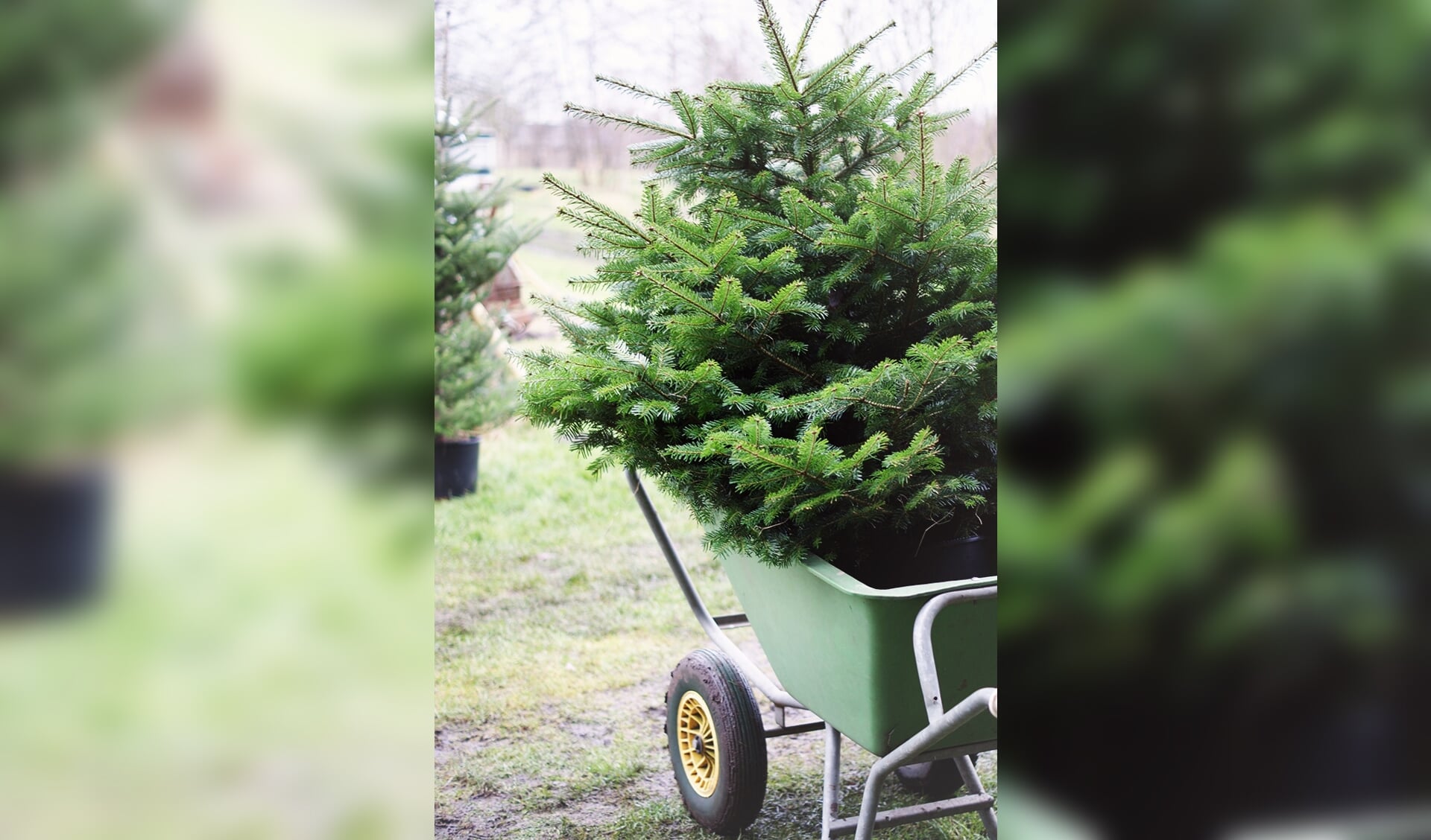 Een kerstboom hoort niet in de verbrandingsoven maar in de tuin 