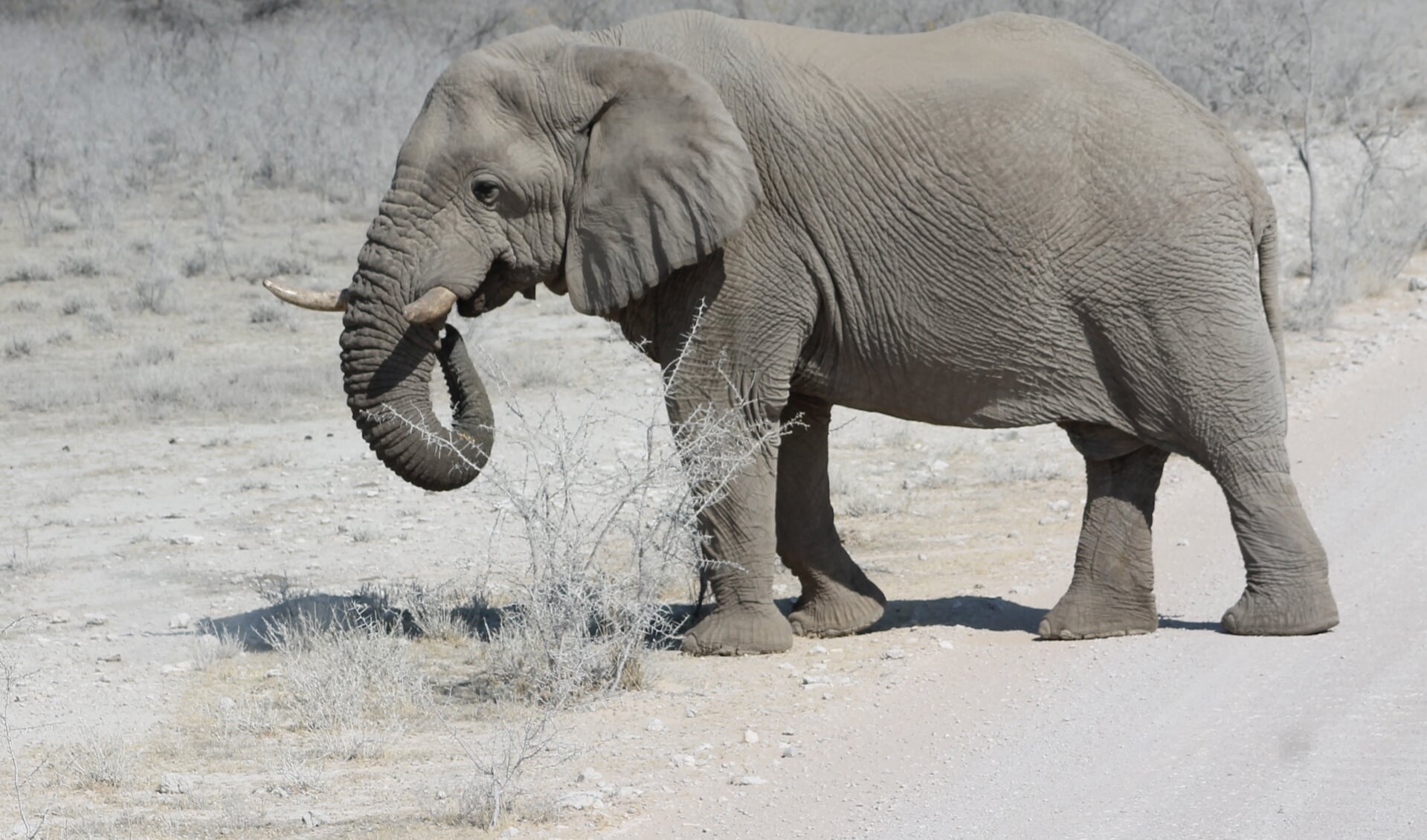 Een chemische doorbraak met dank aan de olifant. (Foto: PR)