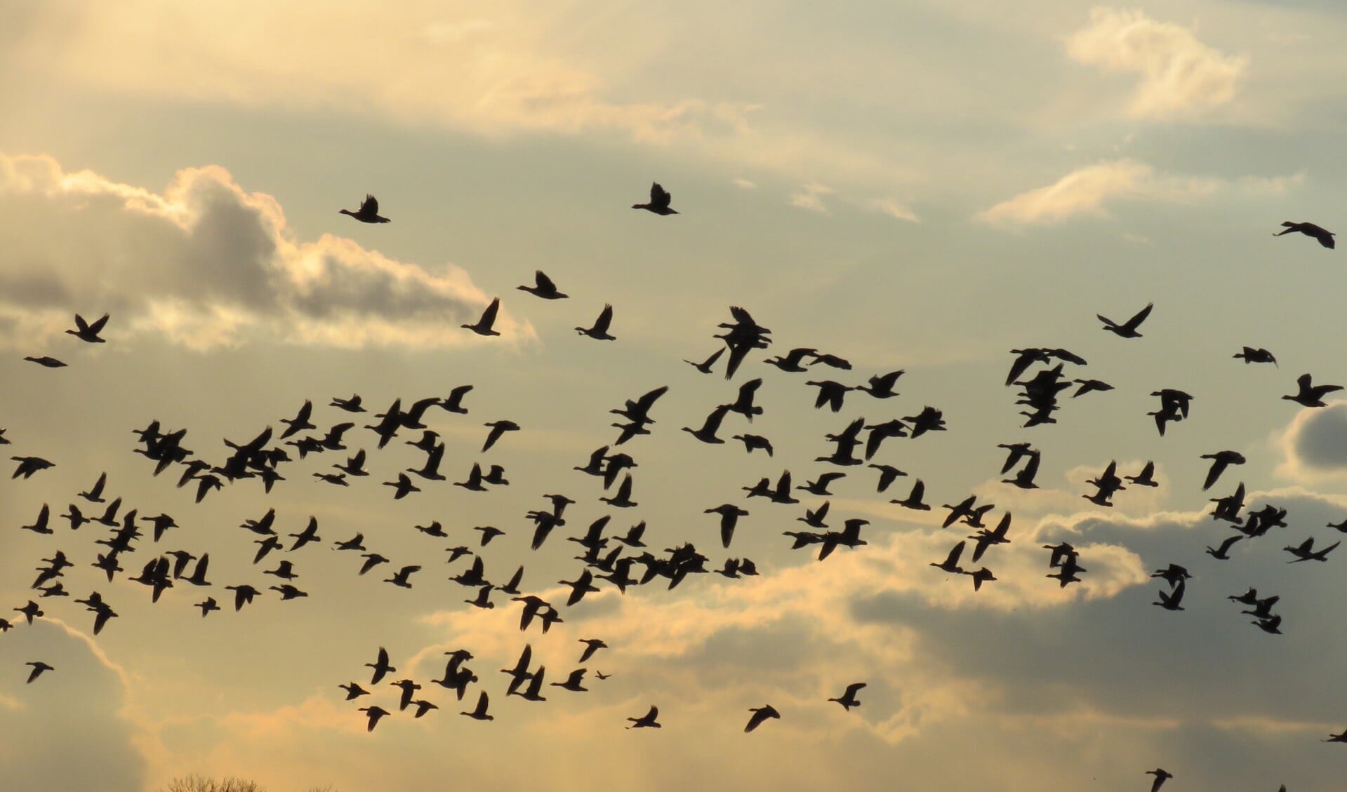 Keizer won met een foto van vliegende ganzen boven de Ackerdijkse Plassen.