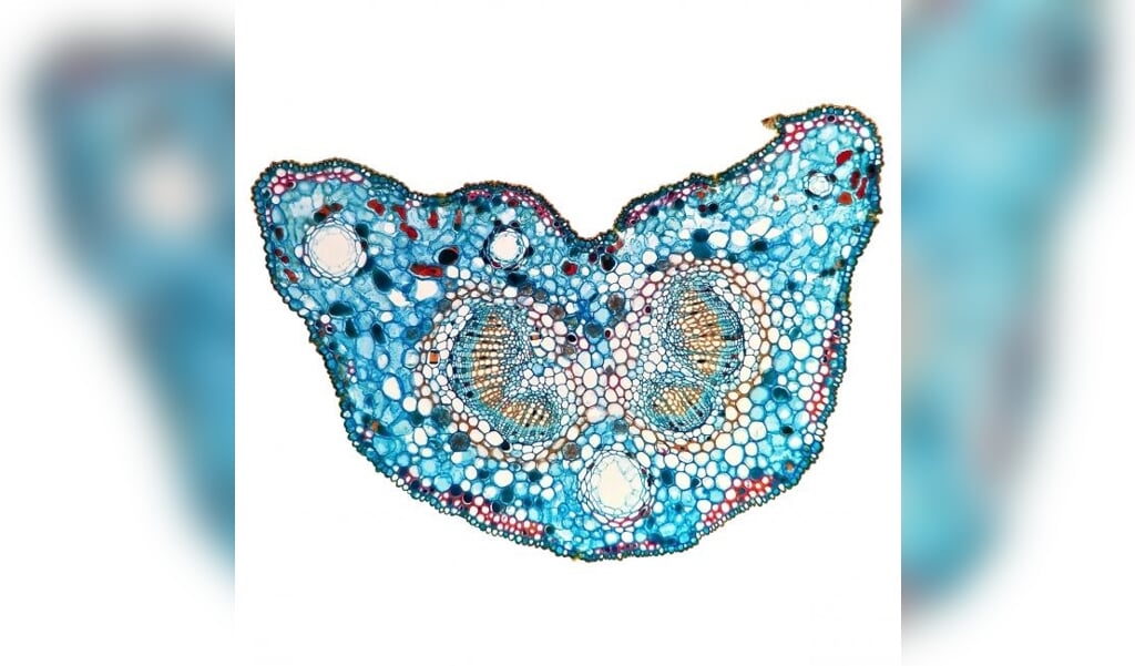 Een dwarsdoorsnede van een bladstengel, microscopische kunst.