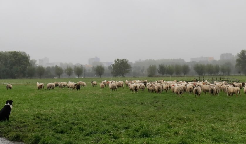 Foto: Jeannemieke Hectors