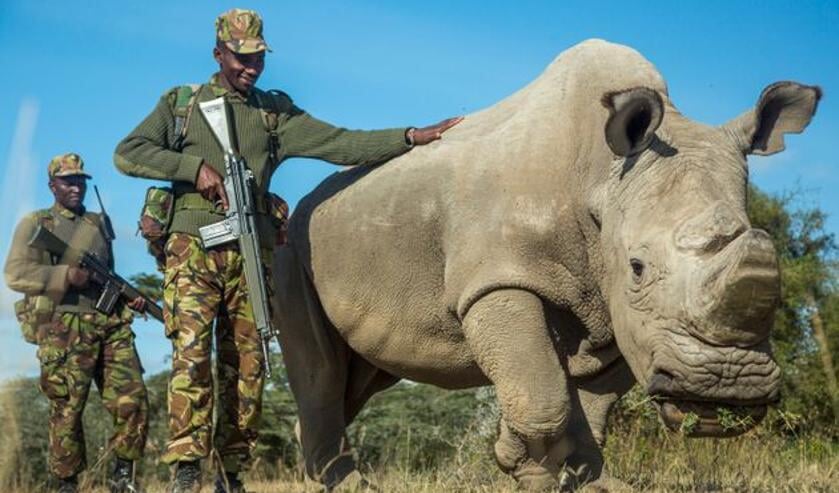 'The Last Male on Earth' is een documentaire over de laatste mannelijke noordelijke witte neushoorn