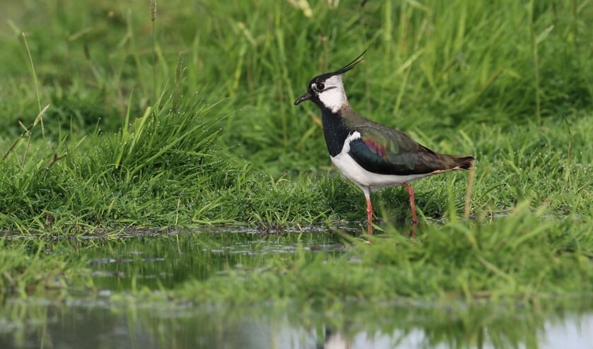 Eén van de oer-Hollandse weidevogels, de kievit (Foto: Teun Veldman)