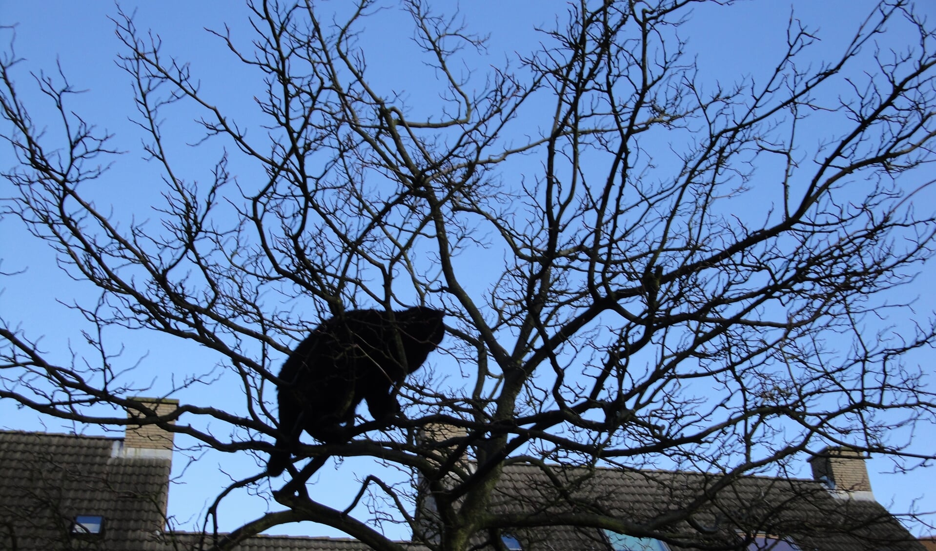 De (inmiddels overleden) zwarte kat van Corine struinde ook geregeld door de bomen van Midden-Delfland